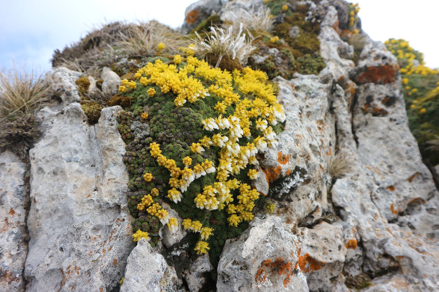 Изображение особи Saxifraga scleropoda.