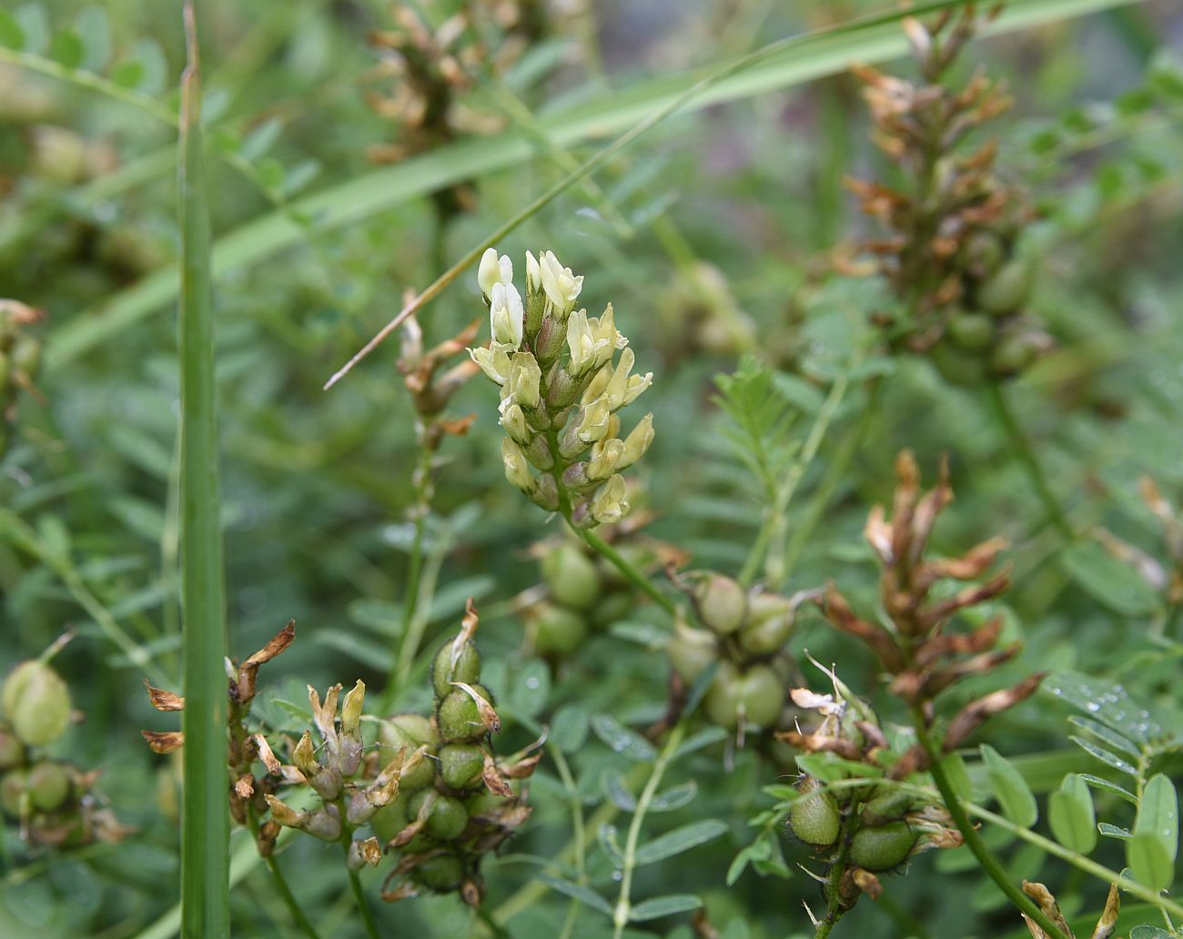 Image of Astragalus cicer specimen.