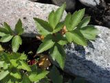 Ligusticum scoticum. Прикорневые листья. Мурманская обл., окр. пос. Дальние Зеленцы, валунная супралитораль в районе Дальнего Пляжа. 04.08.2010.