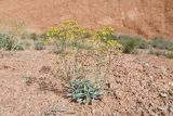 Haplophyllum versicolor. Цветущее растение. Таджикистан, Согдийская обл., Исфара, пестроцветы. 1 мая 2023 г.