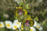 Verbascum bugulifolium