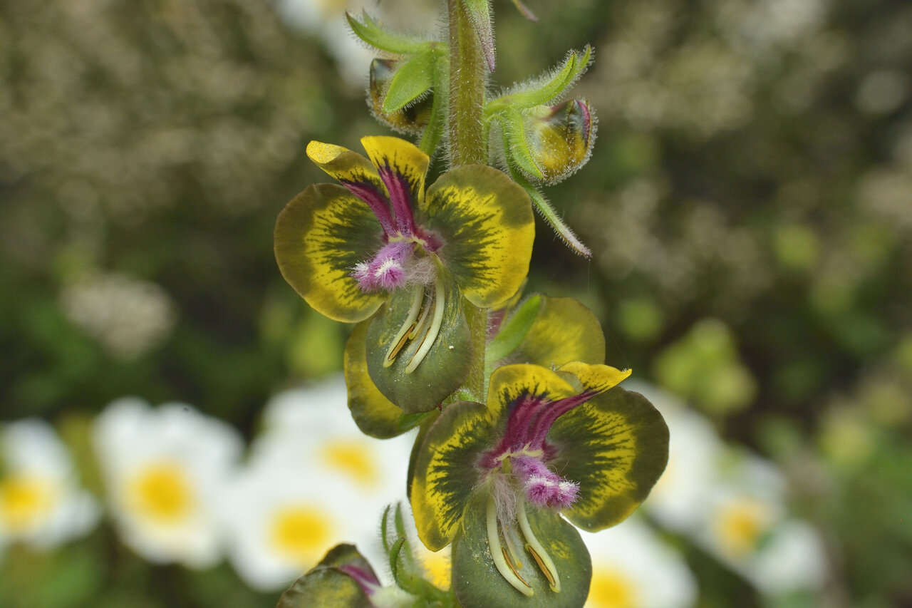 Image of Verbascum bugulifolium specimen.