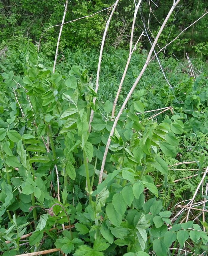 Изображение особи Galega orientalis.