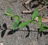 Verbena litoralis. Верхушка побега. Чили, обл. Valparaiso, провинция Isla de Pascua, г. Hanga Roa, двор гостиницы. 05.03.2023.