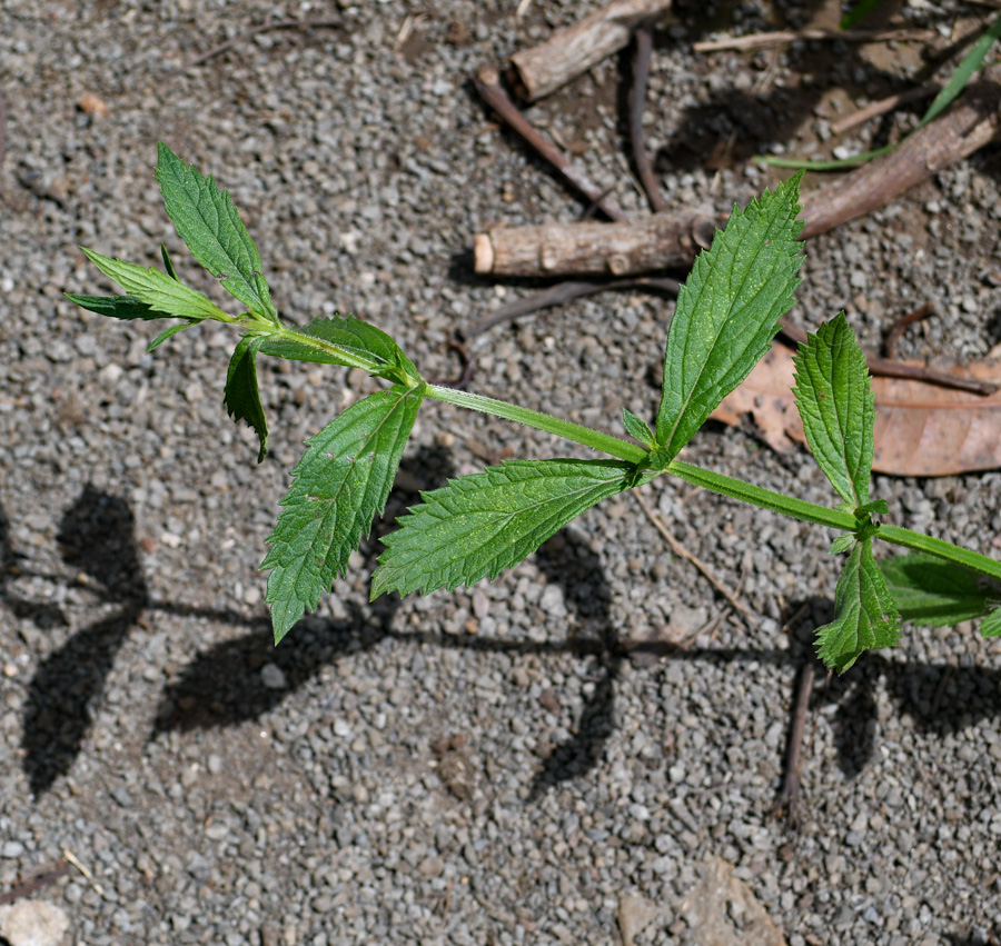 Изображение особи Verbena litoralis.