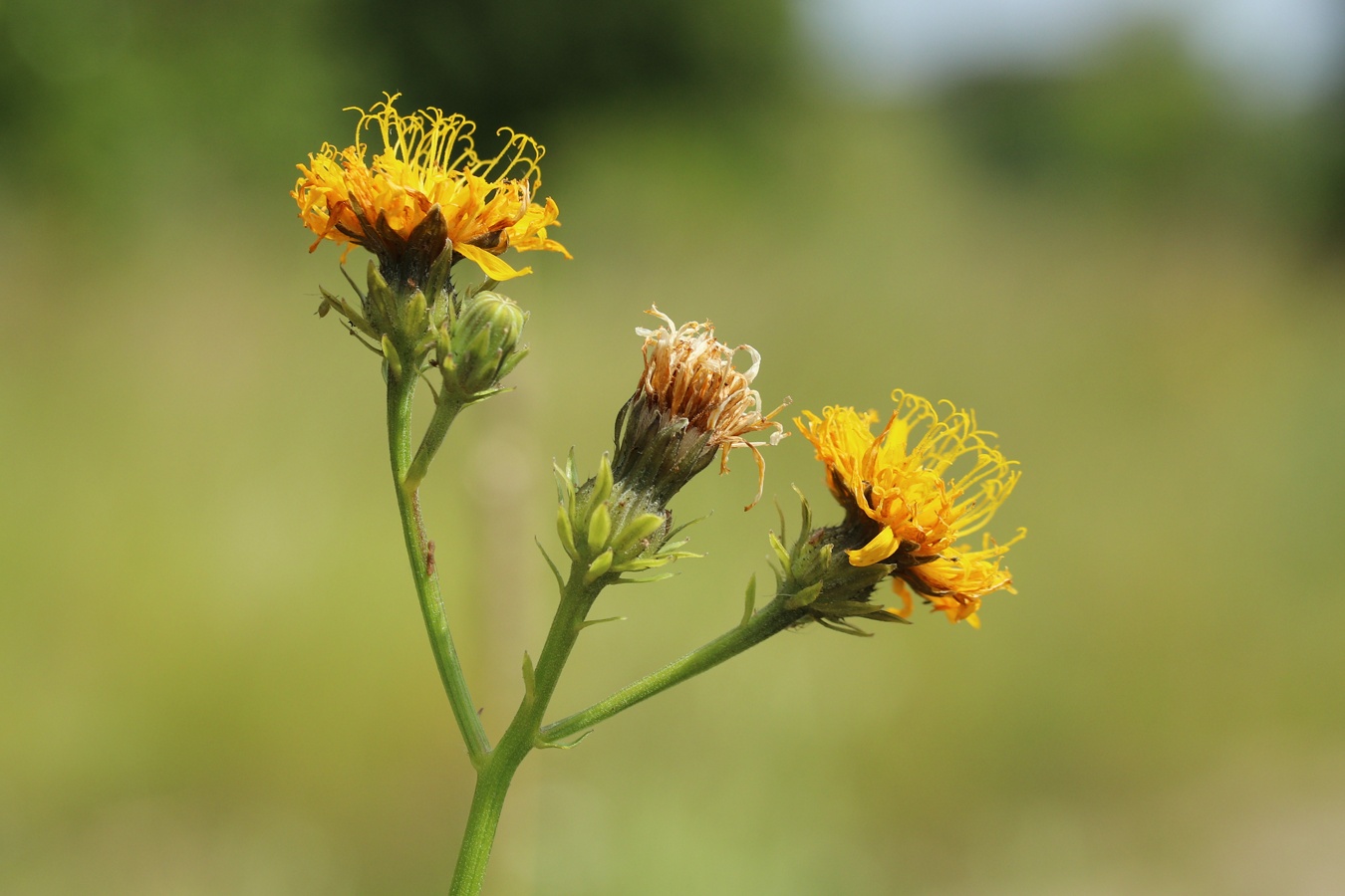 Image of Picris hieracioides specimen.