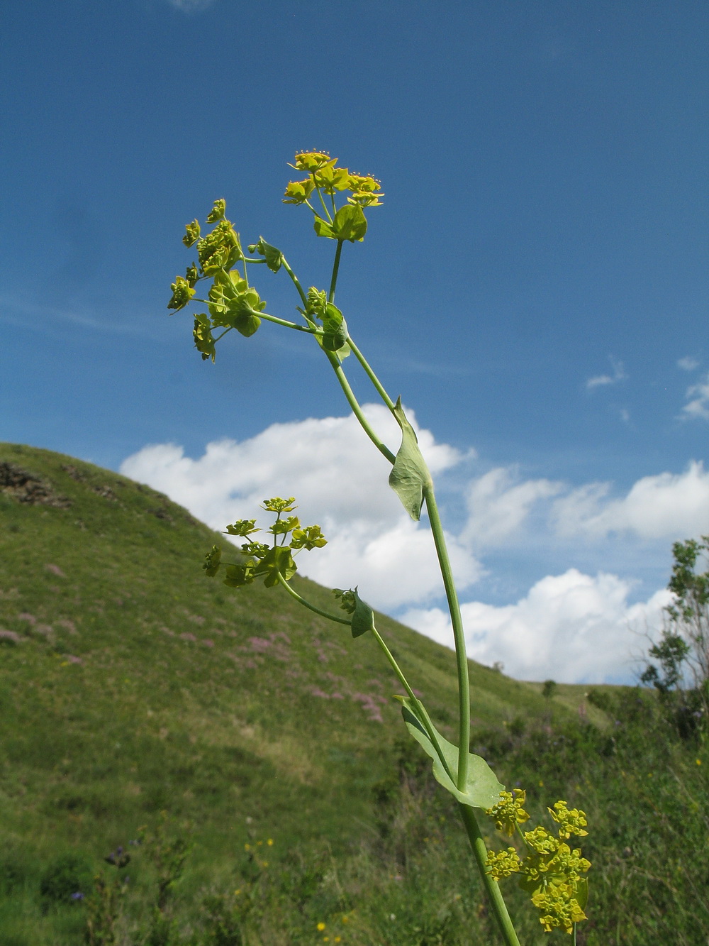 Изображение особи Bupleurum longifolium ssp. aureum.