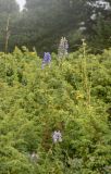 Aconitum nasutum. Цветущие растения. Республика Адыгея, Кавказский биосферный заповедник, плато Лаго-Наки, ок. 1900 м н.у.м., в зарослях можжевельника. 13.08.2023.