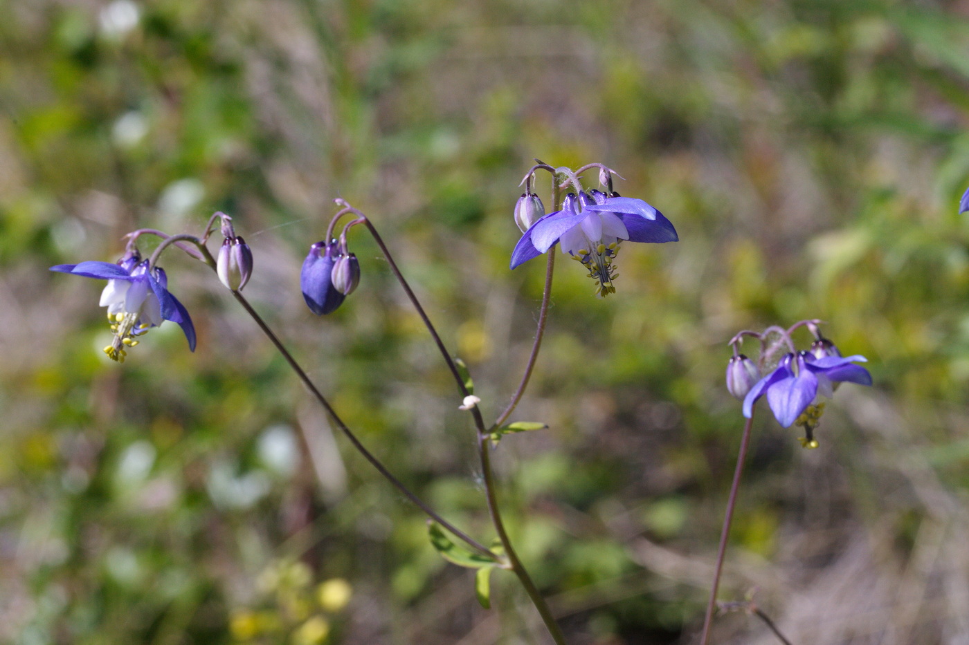 Image of Aquilegia parviflora specimen.