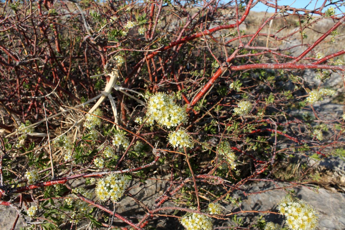 Image of Spiraea hypericifolia specimen.