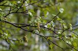 Betula tortuosa. Часть ветви с молодыми листьями и мужским соцветием. Хакасия, Орджоникидзевский р-н, берег оз. Ивановское, ≈ 1000 м н.у.м., берёзовое редколесье. 08.06.2022.