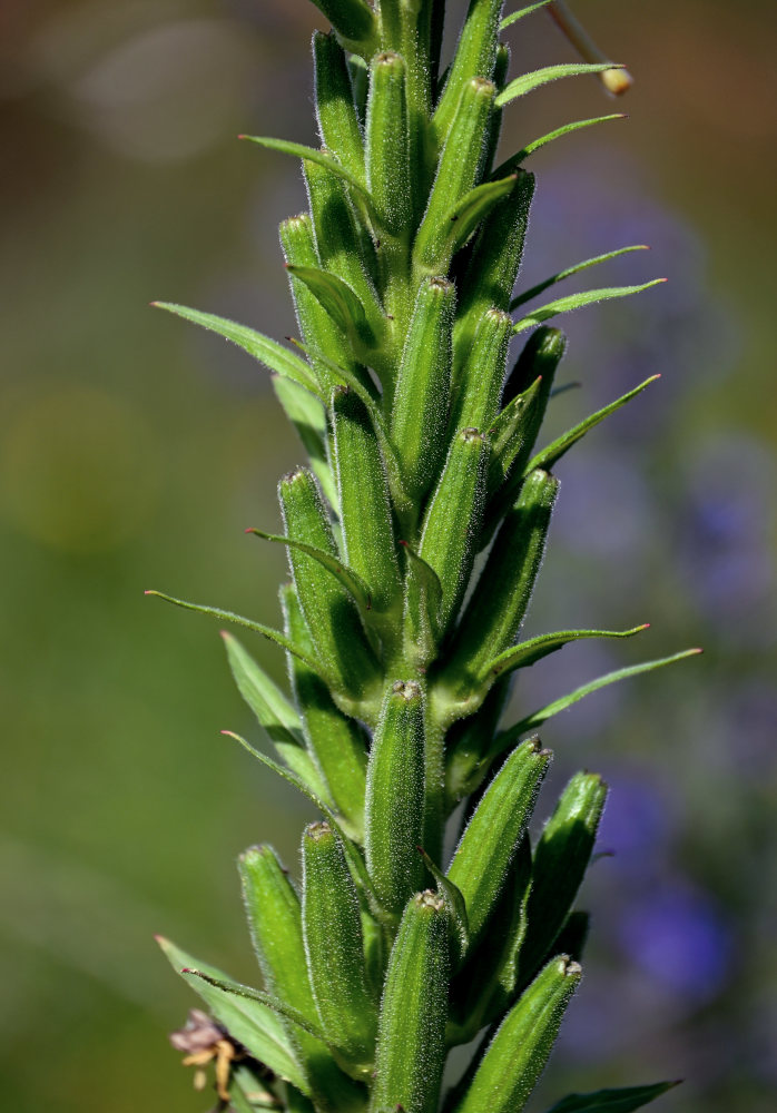 Image of Oenothera biennis specimen.