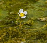 Ranunculus trichophyllus