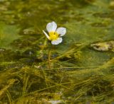 Ranunculus trichophyllus. Цветок с сидящим насекомым. Пермский край, Берёзовский р-н, долина р. Шаква в окр. дер. Карнаухово, в р-не Татарской горы, на мелководье. 12 августа 2023 г.