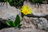 Doronicum oblongifolium