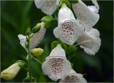 Digitalis purpurea