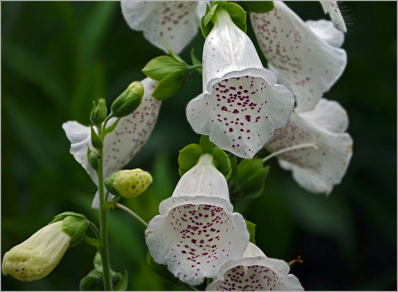 Изображение особи Digitalis purpurea.