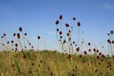 Sanguisorba officinalis. Верхушки плодоносящих растений. Новосибирская обл., Ордынский р-н, с. Новопичугово. Август 2009 г.