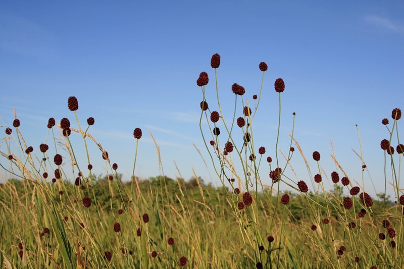 Изображение особи Sanguisorba officinalis.