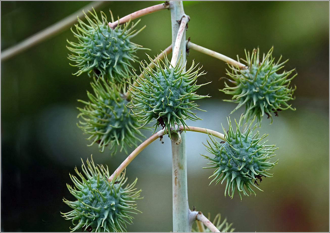 Изображение особи Ricinus communis.