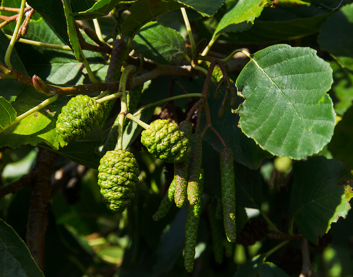 Изображение особи Alnus glutinosa.