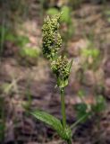 Rumex acetosa