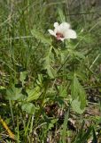 Hibiscus trionum. Цветущее растение. Краснодарский край, Крымский р-н, окр. хут. Гапоновский, залежь. 22.09.2018.