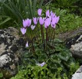 Cyclamen persicum