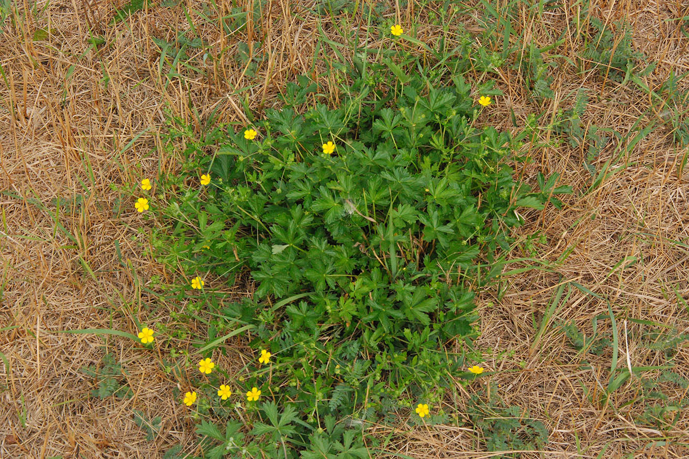 Image of Potentilla intermedia specimen.