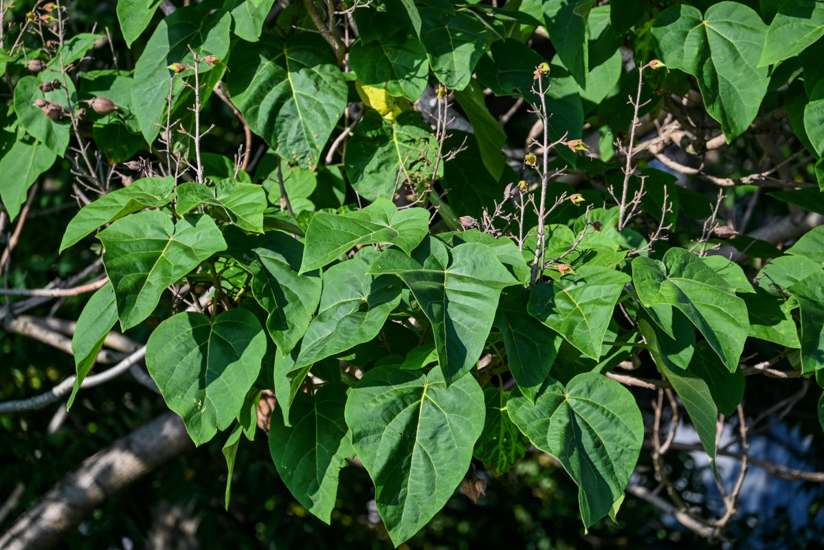 Изображение особи Paulownia tomentosa.