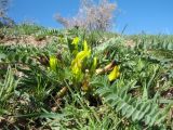 Astragalus atrovinosus