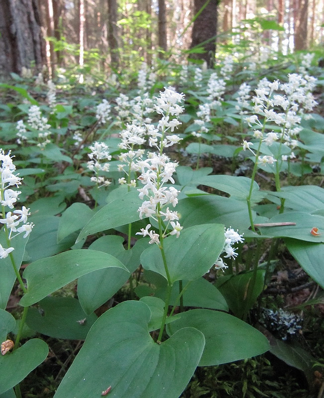 Image of Maianthemum bifolium specimen.