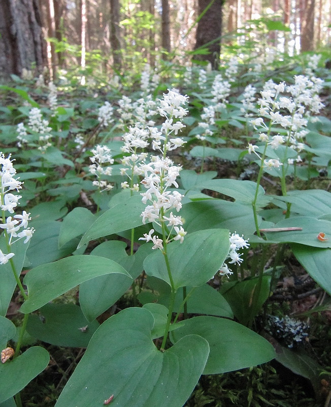 Изображение особи Maianthemum bifolium.