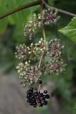 Aralia elata