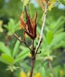 Rhododendron luteum. Остатки высохшего, прошлогоднего плода. Абхазия, Гагрский р-н, окр. с. Лдзаа, широколиственный лес. 11.04.2024.