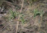 Astragalus cornutus. Верхушка веточки с развивающимися соцветиями. Ростовская обл., окр. г. Донецк, правый берег р. Северский Донец, щебнистый склон. 09.04.2024.