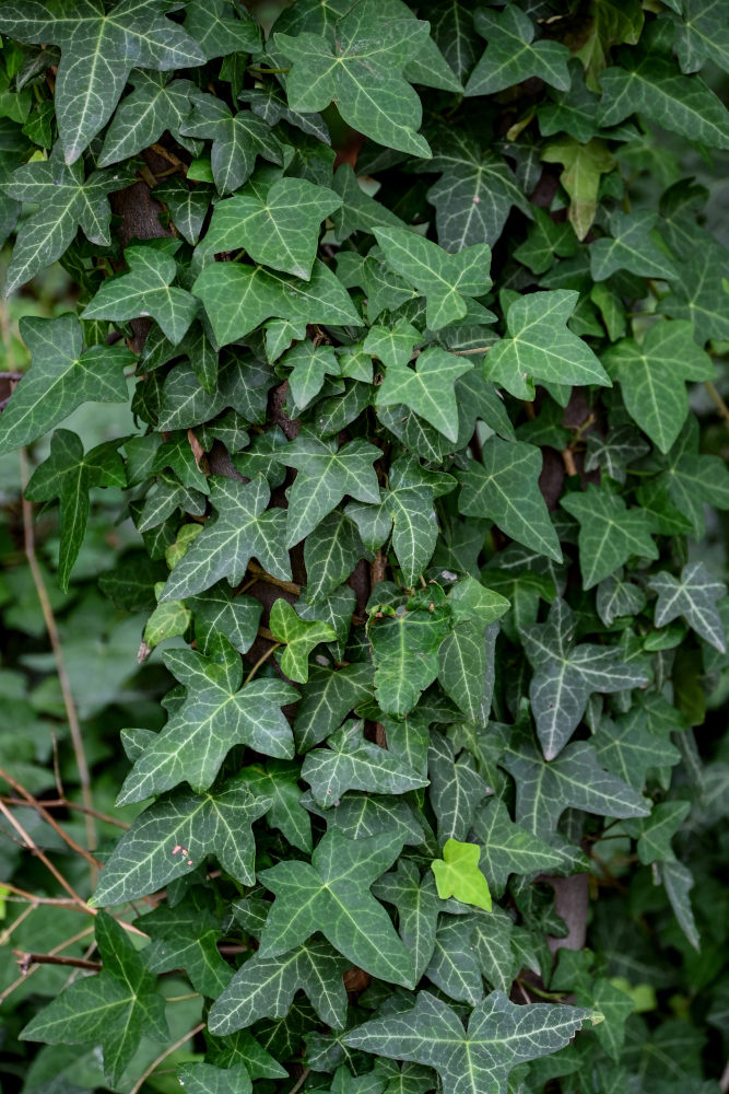 Image of Hedera helix specimen.