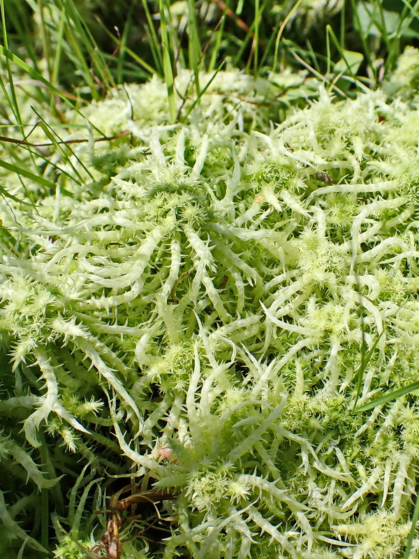 Image of Sphagnum squarrosum specimen.
