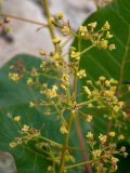 Cotinus coggygria