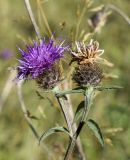 Centaurea nigra. Верхушка побега с цветущим и отцветающим соцветиями. Испания, Каталония, пров. Жирона, комарка Рипольес, муниципалитет Мольо, окр. перевала Коль-де-Арес (1513 м н.у.м), склон северной экспозиции, смешанный лес. 15.09.2024.