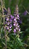 Stachys palustris