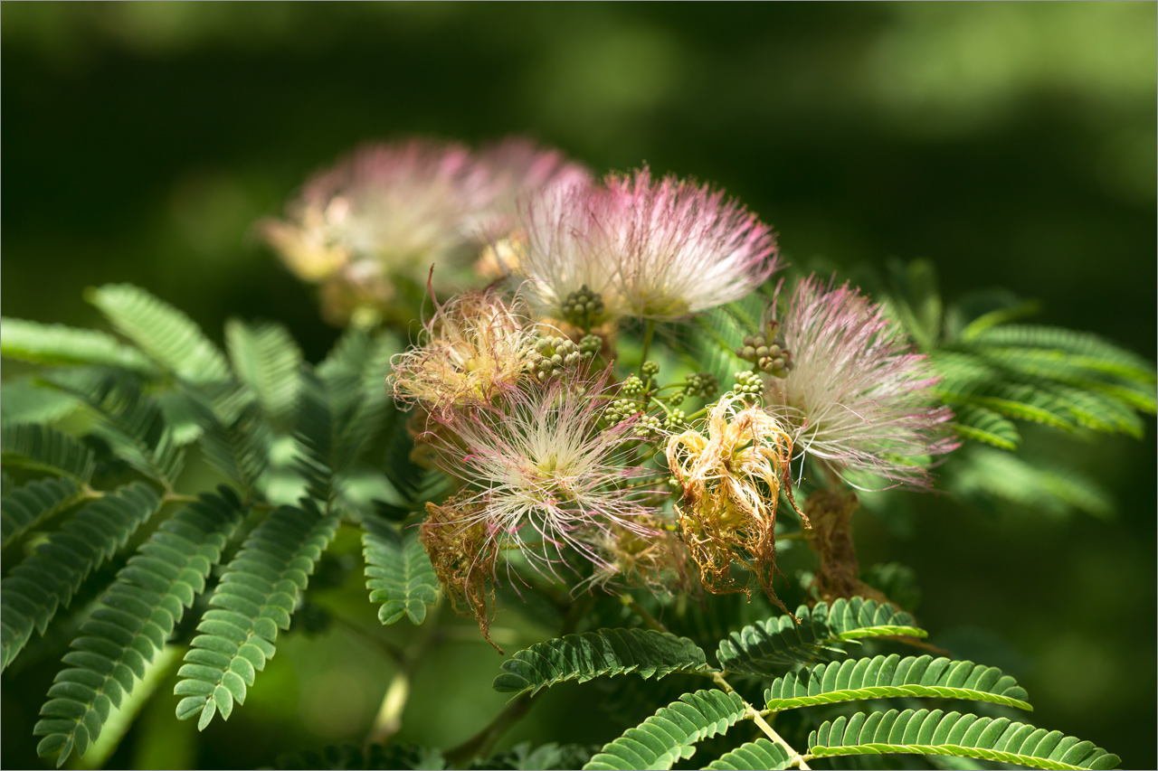 Изображение особи Albizia julibrissin.