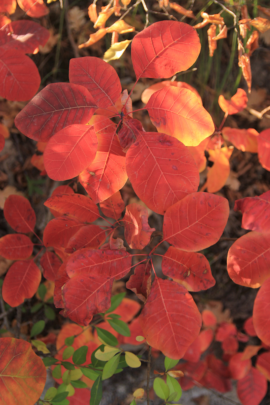 Изображение особи Cotinus coggygria.