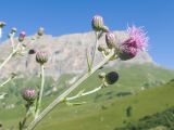 Cirsium incanum