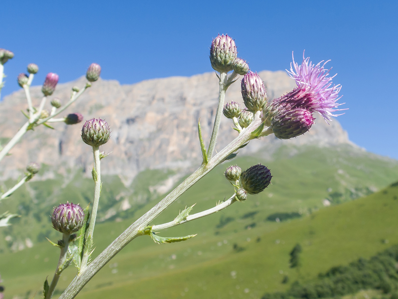 Image of Cirsium incanum specimen.