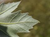 Platanus &times; acerifolia
