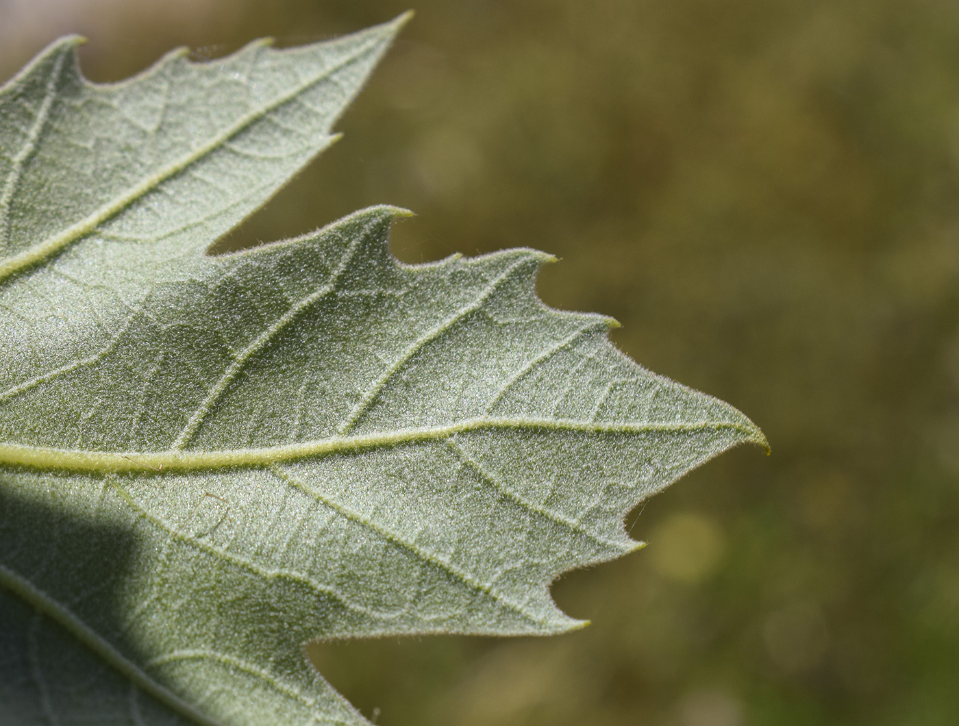 Image of Platanus × acerifolia specimen.