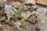 genus Astragalus. Плодоносящее растение. Таджикистан, Хатлонская обл., Кабодиёнский р-н, хр. Аруктау, окр. пер. Дандан-Чикан, пестроцветы, крупнообломочная осыпь переполненного окаменевшими раковинами и гипсом песчаника. 18 апреля 2025 г.