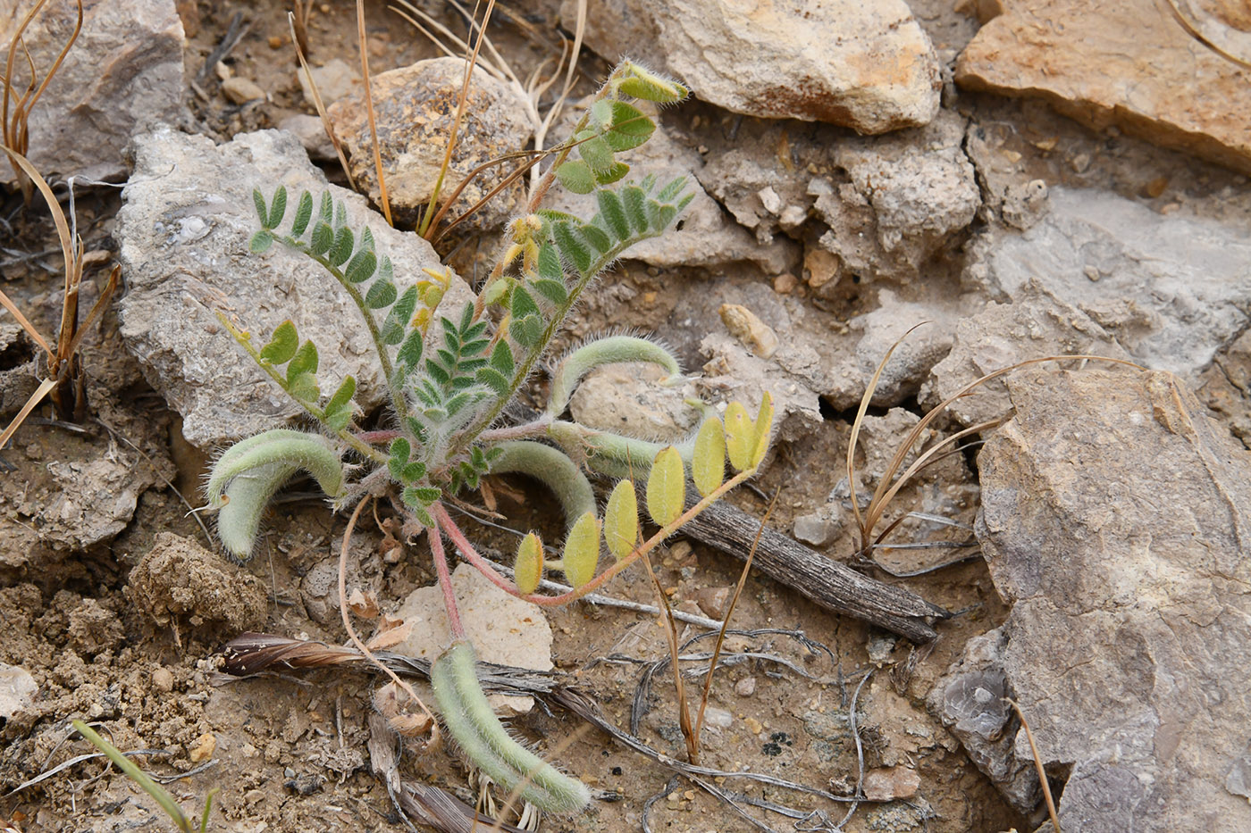 Image of genus Astragalus specimen.