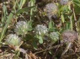 Trifolium cherleri. Верхушки побегов с цветущими и отцветшими соцветиями в каплях росы. Испания, Каталония, пров. Жирона, комарка Баш Эмпорда, муниципалитет Паламос, берег р. Ауби, опушка прируслового леса, примыкающая к залежи. 18.05.2025.